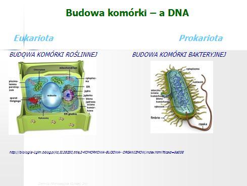 Zamieszczone schematy przedstawiają lokalizację materiału genetycznego u Eukariota i Prokariota.