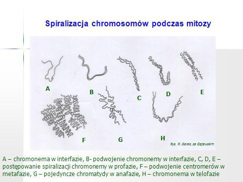 Rys. R. Galek za Malinowskim Chromosom zmienia swój kształt podczas cyklu komórkowego. W luźnej postaci chromosomu wyróżnić można dwie spiralnie skręcone nici, zwane chromonemami.
