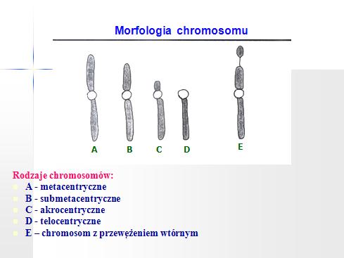 Ze względu na położenie centromeru wyróżnia się chromosomy: A - metacentryczne centromer położony w połowie długości chromosomu, ramiona równej długości B - submetacentryczne centromer położony