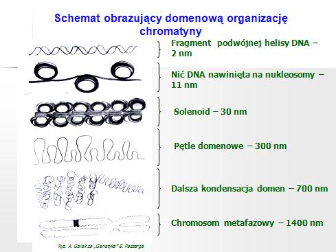 Dwuniciowa cząsteczka DNA (2nm) owija się na oktamerze histonowym tworząc nić nukleosomową (11nm).