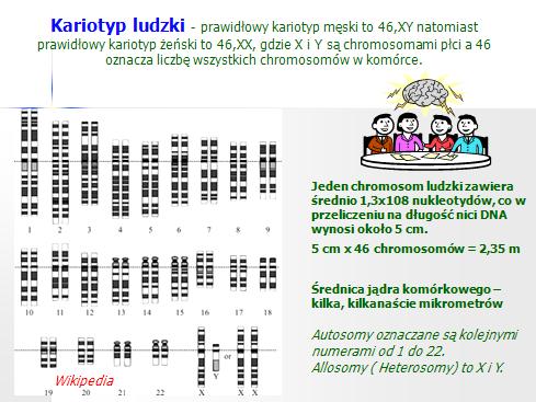 Genom człowieka - genom gatunku Homo sapiens składa się z 22 siostrzanych, diploidalnych autosomów, 2 allosomów oraz mtdna.