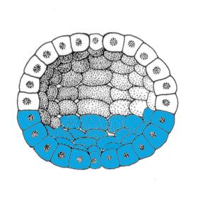 blastula gastrula