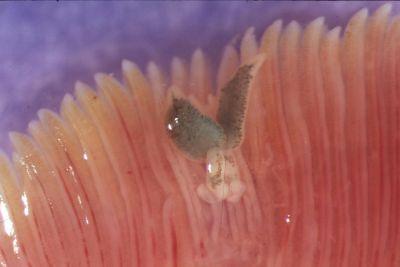 Polystomum