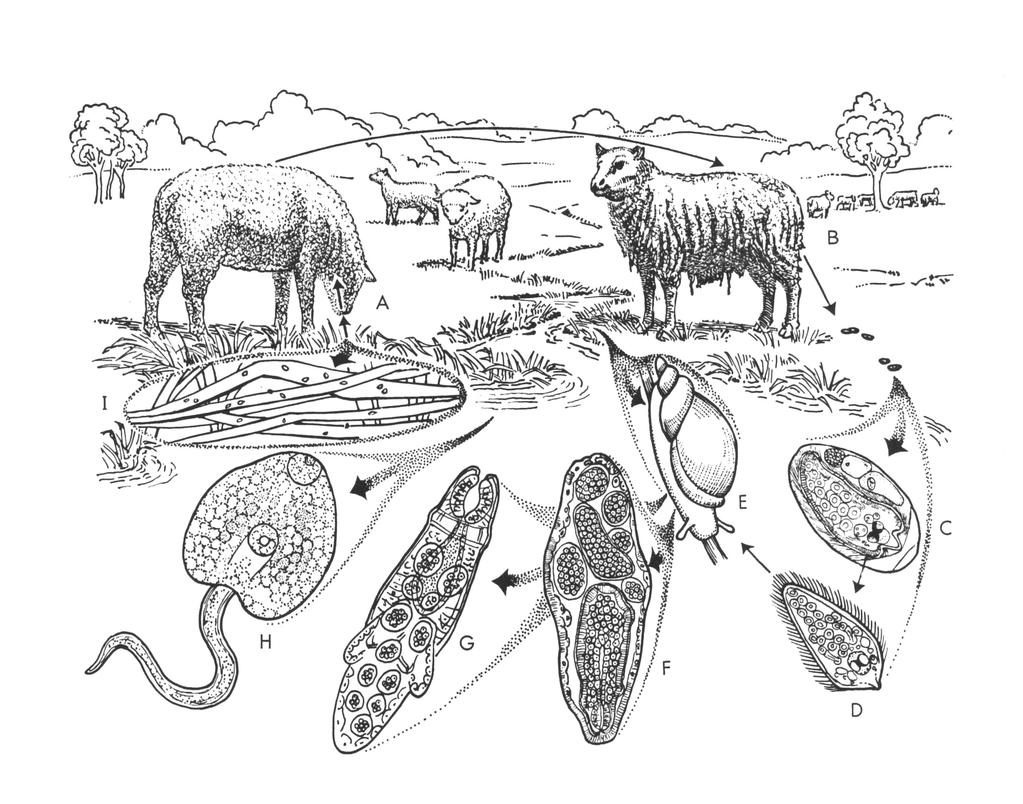 jaja metacerkaria cerkaria