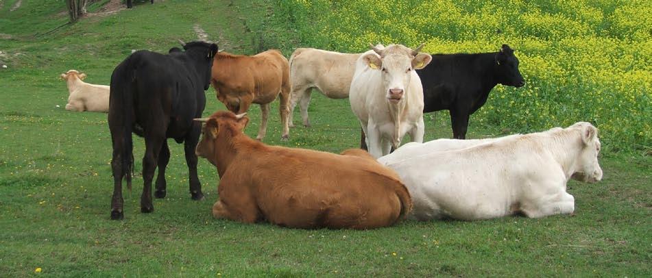 Fundusze dla wsi i rolnictwa Rynki rolne Zamiast mleka bydło mięsne Ministerstwo Rolnictwa i Rozwoju Wsi opracowuje projekt Rady Ministrów w sprawie realizacji przez Agencję Rynku Rolnego zadań