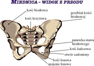 Kości obreczy kończyny dolnej W skład wchodzą dwie kości miedniczne i od tyłu kość krzyżowa.