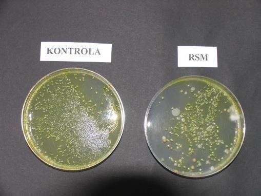 Znaczenie bakterii z rodzaju Pseudomonas w glebie Są to bakterie efektywnie zasiedlające strefę korzeniową roślin 