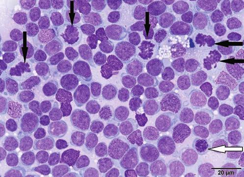 Ryc. 1. Obraz cytologiczny szpiku kostnego psa z ostrą białaczką limfoblastyczną.