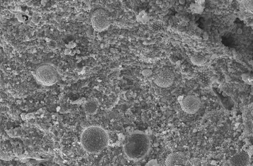 Klint, które zaliczyli do gatunków Hoploscaphites constrictus oraz Baculites vertebralis.