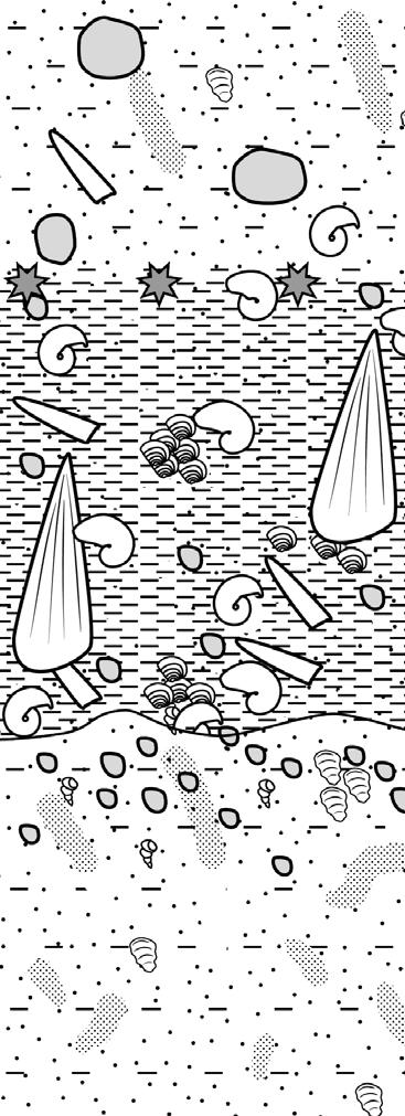 mastrycht Maastrichtian dan Danian formacja Tinton Tinton Formation formacja Hornerstown Hornerstown Formation warstwa z Pinna Pinna Layer 5cm nory burrows i³ - py³ clay-silt skamienia³oœci fossils