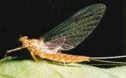 Ryc.2. Heptagenia fuscogrisea Ważki (Odonata) należą do najstarszych filogenetycznie współcześnie żyjących owadów.