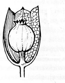 budowa owoców APIACEAE dzióbek