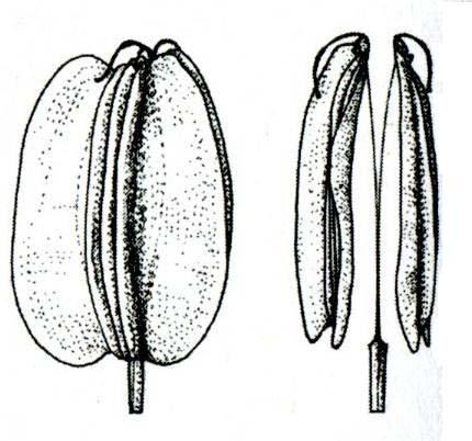 czterołatkowa Dianthus