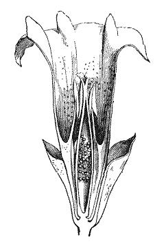 łatkami korony Gentiana kwiat - budowa korony i