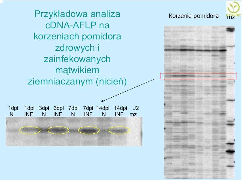 Święcicka