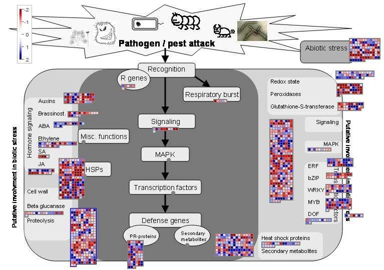 analiza programem MapMan Obecność funkcjonalnego białka LSD1 zmienia