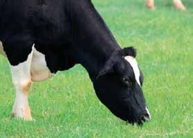 Lepsza przyswajalność Mg w okresie pastwiskowania Zapewnia optymalne zaopatrzenie krów zasuszonych we wszystkie składniki mineralne i witaminy.