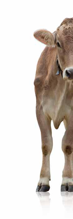 Koncentraty SUPREMUS to zestaw białkowo-energetycznych mieszanek uzupełniających typu Premium Rekomendowane dla bydła o wysokim potencjale produkcyjnym przy intensywnej produkcji mleka i mięsa oraz w