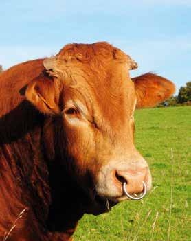 BONO O Mieszanka uzupełniająca białkowo-energetyczna dla bydła opasanego wspomaga prawidłowy rozwój masy mięśniowej oraz utrzymanie dobrej kondycji zwierząt i dobrego rozwoju kośćca.
