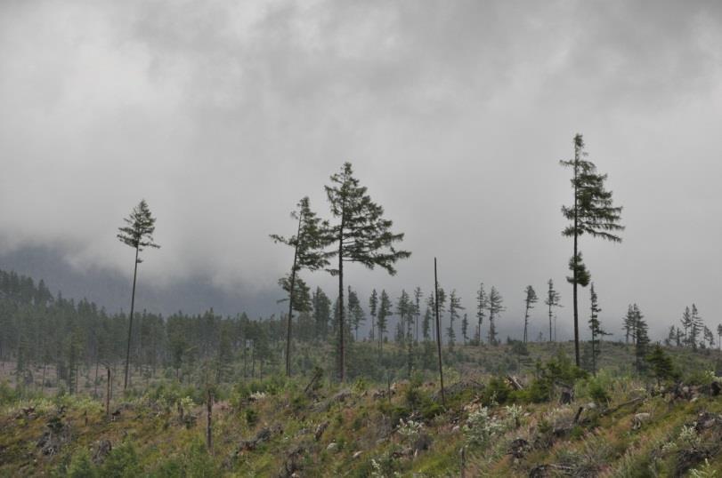 - zjawisko naturalne, KLĘSKA - szkoda na dużej powierzchni,