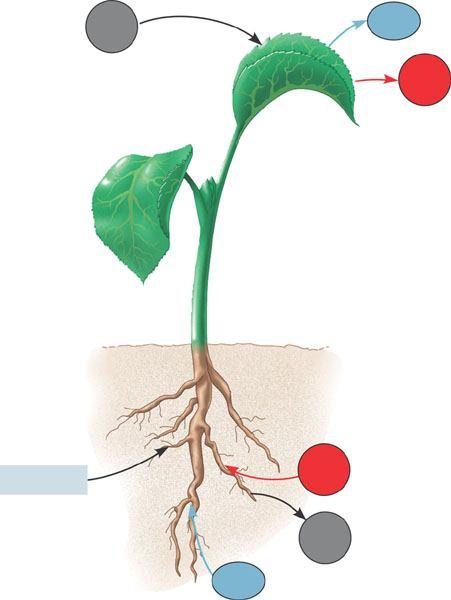 Żywienie roślin Nawożenie i problemy z nim związane Żywienie roślin Część składników do budowy swoich organizmów rośliny pobierają z powietrza (CO 2 ) Częściowo
