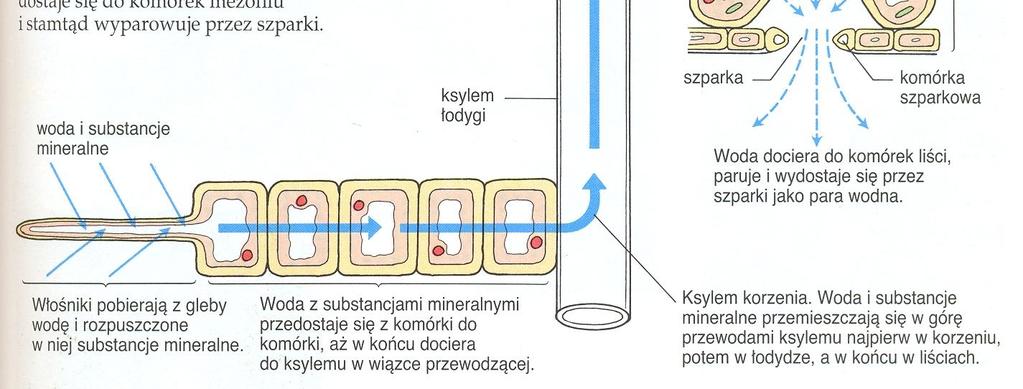 Składniki mineralne dostają się, poprzez komórki przepustowe endodermy, do naczyń