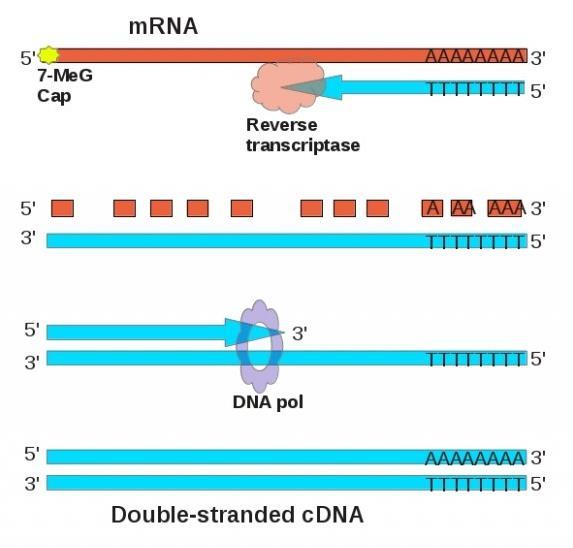 Zastosowanie odwrotnej transkryptazy: 1. Kopiowanie RNA na DNA: szczególnie przydatna podczas przepisywania eukariotycznych transkryptów mrna eukariotycznych genów na tzw. cdna (komplementarne DNA).