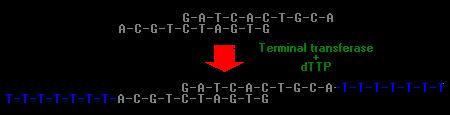 Terminalna transferaza Katalizuje dodawanie nukleotydów dntp do 3 OH końca DNA.