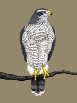 14. Jastrząb gołębiarz (Accipiter gentilis) rodzina jastrzębiowate Długość ciała: samiec - 48-58 cm, samica - 60-66 cm.