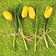 Yellow Tulips in