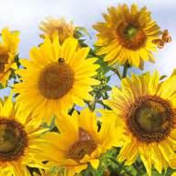 57 Sunflowers in the Sky SDOG 0117  38