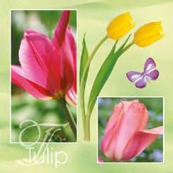 Red Tulips SDWI