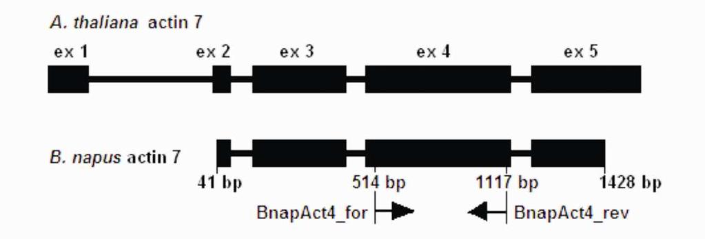 206 Katarzyna Mikołajczyk... a result of nucleotide sequence alignment of the B. napus actin cdna (AF111812.1) and the A. thaliana actin7 gene (NC003076) (Fig. 1).