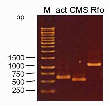 A multiplex PCR assay for identification of the ogura... 207 Fig. 3. PCR amplification with a single primer set: (act), B.