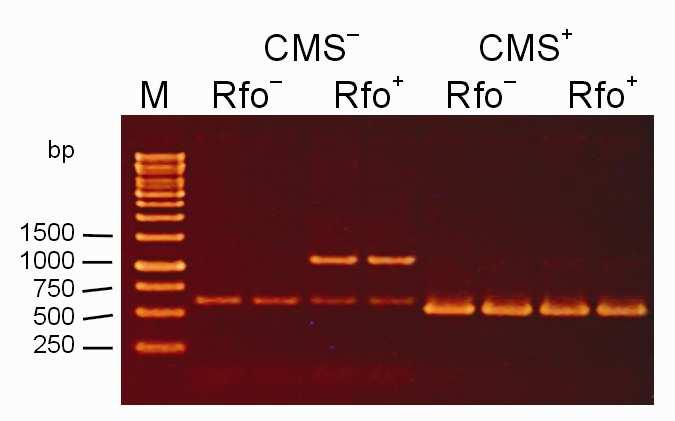 208 Katarzyna Mikołajczyk... Fig. 4. Multiplex PCR amplification of the B.