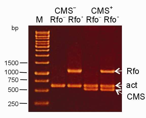 A multiplex PCR assay for identification of the ogura... 209 Fig. 6. Multiplex PCR amplification products with the use of final primer concentration (Tab. 1), resolved in 1.