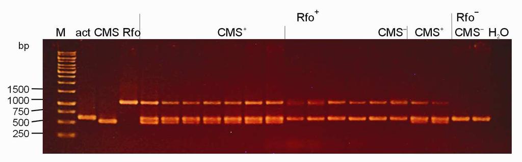 3; (M) DNA 1kb Gene Ruler size marker Produkty amplifikacji metodą wielokrotnego PCR z zastosowaniem finalnych stężeń starterów (Tab.