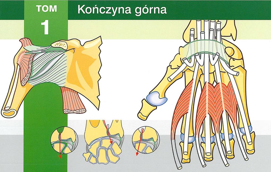 STAWÓW edakcja