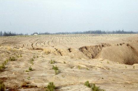 sadzonek drzew. W efekcie tego nastąpiła wtórna degradacja terenu za sprawą nasilonej erozji wodnej.
