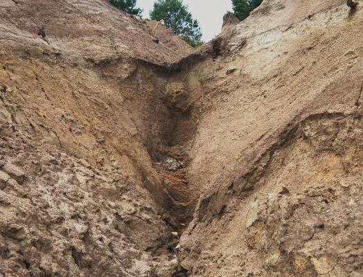 Rozdział 4 w odniesieniu do gleb piaszczystych powinno się dążyć do spowolnienia procesów bielicowania za sprawą zasiedlenia terenów drzewostanem mieszanym, z udziałem brzozy brodawkowatej, dębu