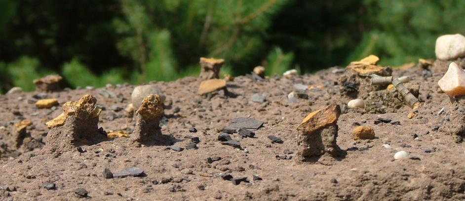 Rekultywacja terenów pokopalnianych w regionie lubuskim Fot. 4.18. Grzybki eoliczne typowy obraz erozji wietrznej hałda poza obszarem doświadczalnym, 2010; fot. A. Greinert Fot. 4.19.