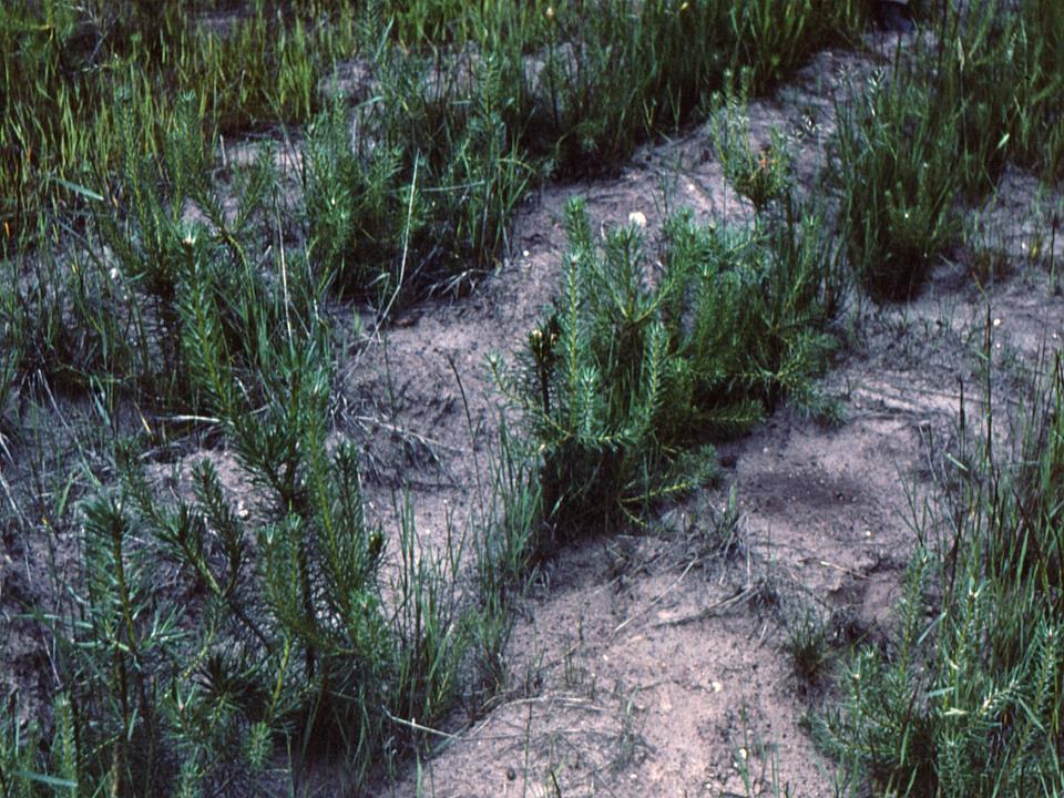 Rozdział 4 Na wiosnę 1978 r. na całej powierzchni wyorano bruzdy i wysadzono w więźbie 1x2 m dwuletnią sosnę zwyczajną (Pinus sylvestris L.) (Krzaklewski i in. 1996) (fot. 4.28)