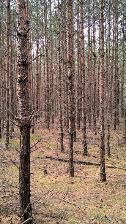 Historyczne i współczesne zagospodarowanie terenów nych wałkach, na przeważającej jednak części w wyoranych bruzdach.