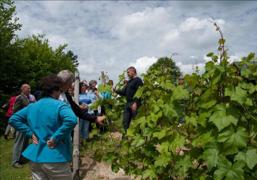 Zwiedzanie regionów winiarskich i gospodarstw enoturystycznych to możliwość : zgłębienia swojej wiedzy na temat uprawy winorośli poznanie metod