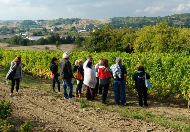 Wino jako produkt turystyczny Enoturystyka w Polsce to świetny sposób na rozwój turystyki w regionach gdzie uprawiana jest winorośl.