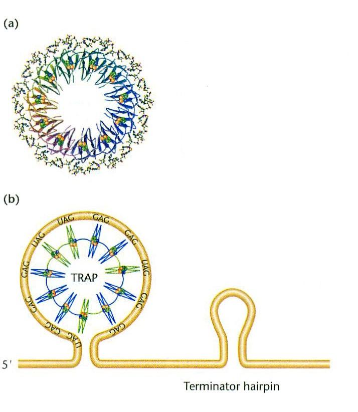 Operon trp u Bacillus subtilis Białko TRAP wiąże naładowany trna Trp Kompleks TRAP z trna Trp wiąże mrna Dodatkowo białko AT (anty-trap)