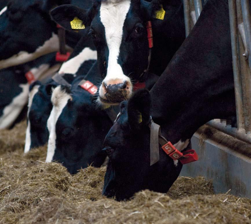 Wysoka jakość paszy, to wysokie zyski Jakość i ilość paszy w ogromnym stopniu wpływa na zdrową i wydajną produkcję mleka i mięsa.