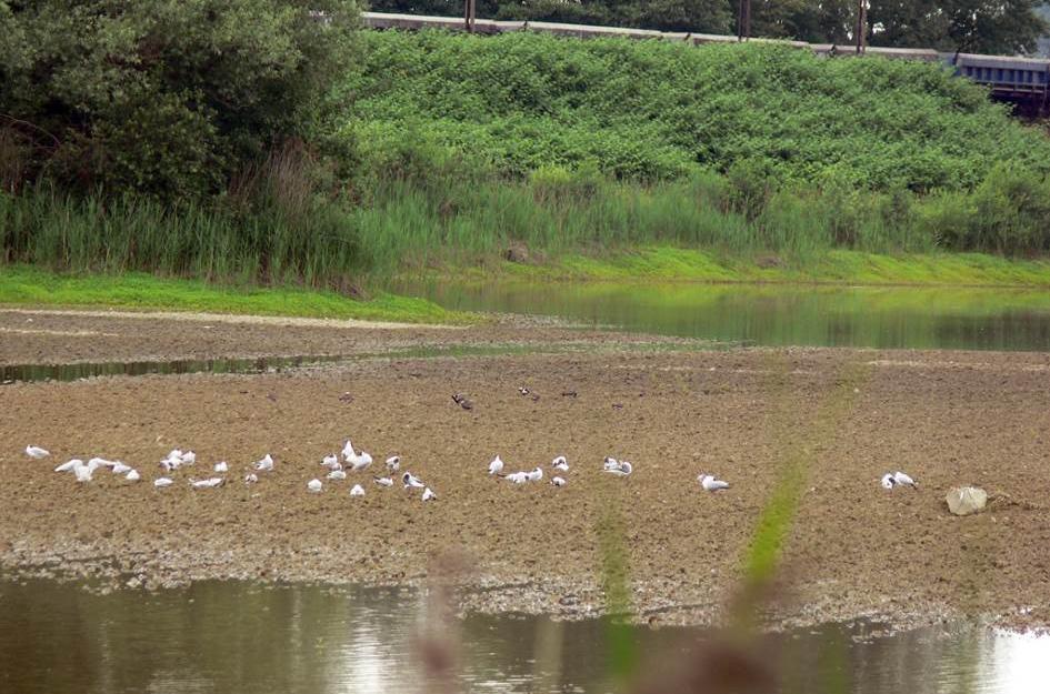 26 wrona siwa 27 wróbel 28 zięba Corvus cornix Passer domesticus Fringilla coelebs L L/O L P, 2 stanowiska P/L, 6 stanowisk P, 2 stanowiska RAPORT O ODDZIAŁYWANIU FV FV FV Stawy Marianki LK93/km