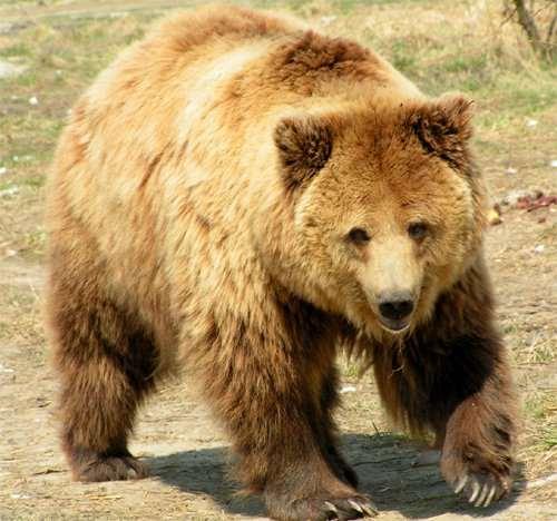 Niedźwiedź tatrzański Potężny, silny i dostojny król tatrzańskiej fauny. Waży od 100 do 400 kilogramów, a żyje do około 30 lat.