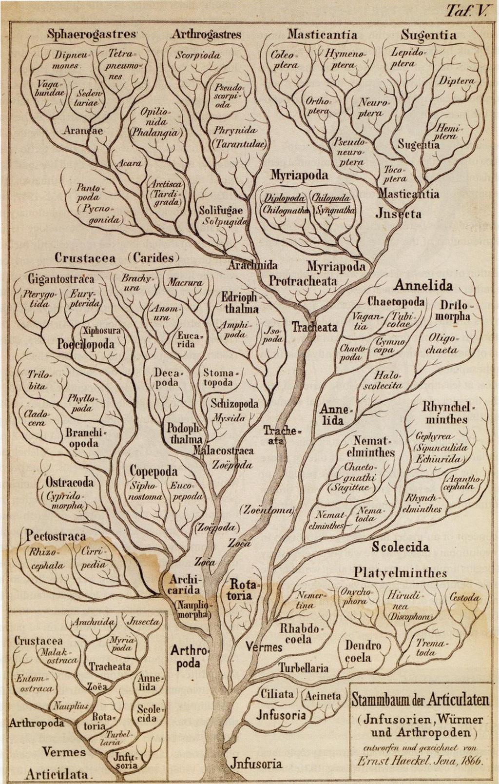 FILOGENETYKA założenia metody Ernst Haeckel (1834-1919) 1866 koncepcja filogenezy istnieje